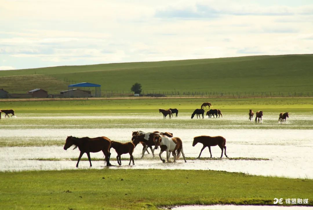 辽阔无边的金色草原